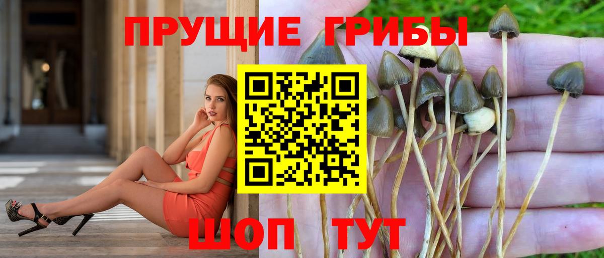 Галлюциногенные грибы MAGIC MUSHROOMS  сколько стоит  Рязань  Вход с VPN  Галлюциногенные грибы MAGIC MUSHROOMS 